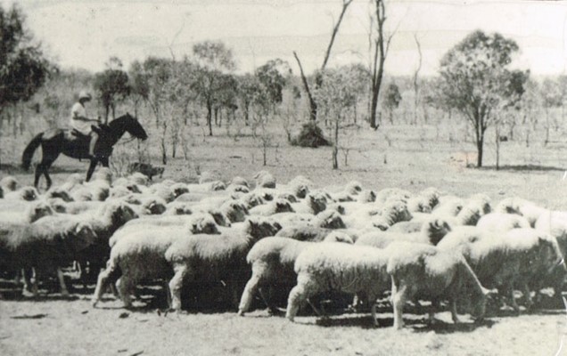 Sheep on Clover Downs Station, owned by JB Willis.