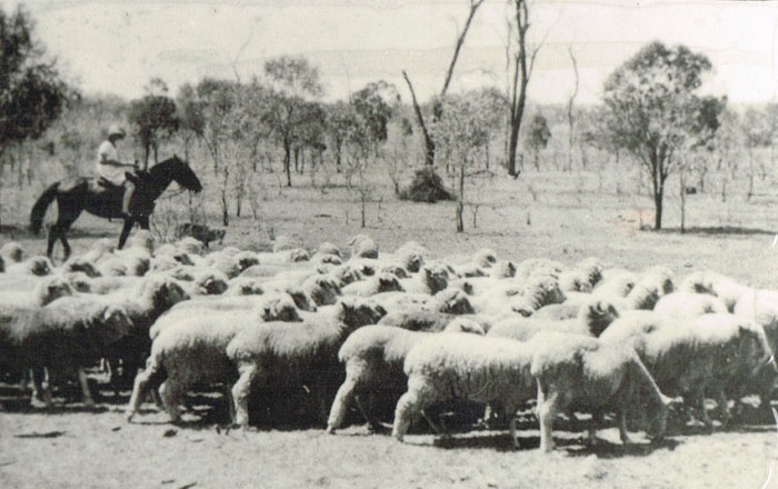 Image Gallery - Sheep on Clover Downs Station, owned by JB Willis.